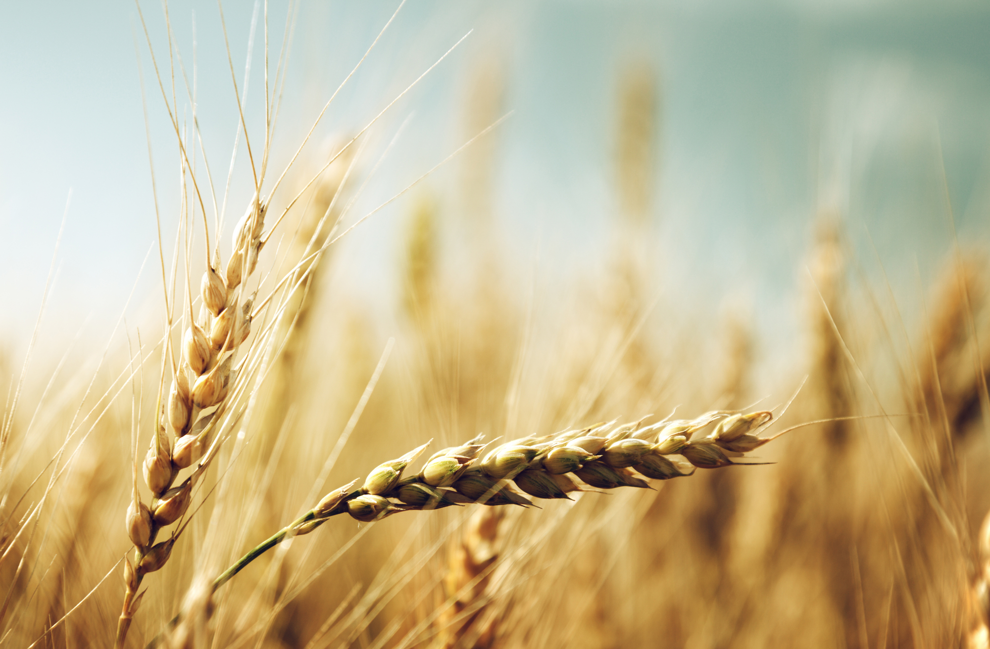 Sul Informação - Produção de cereais no Baixo Alentejo teve “dos piores anos de sempre” por causa da seca