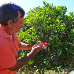 Sul Informação - Luta biológica já começou depois de detetada praga de Trioza erytreae em citrinos de Aljezur