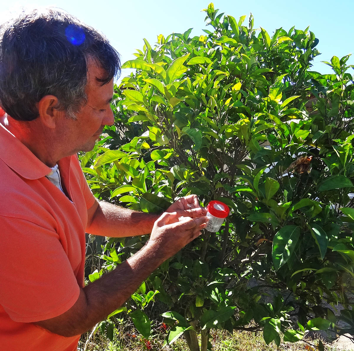 Sul Informação - Luta biológica já começou depois de detetada praga de Trioza erytreae em citrinos de Aljezur