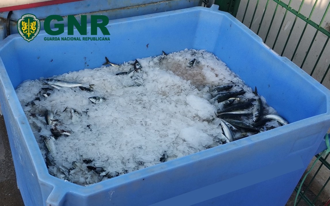 Sul Informação - Quarteira: Perto de 300 quilos de sardinha e cavala apreendidos por fuga à lota