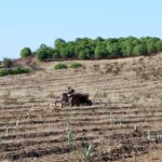 Sul Informação - A seca chegou ao Nordeste algarvio e está aí para todos. Os apoios é que não