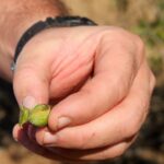 Sul Informação - A seca chegou ao Nordeste algarvio e está aí para todos. Os apoios é que não