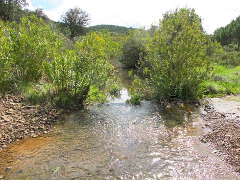 Sul Informação - LPN Algarve leva caminhantes cerro acima, cerro abaixo em Vaqueiros