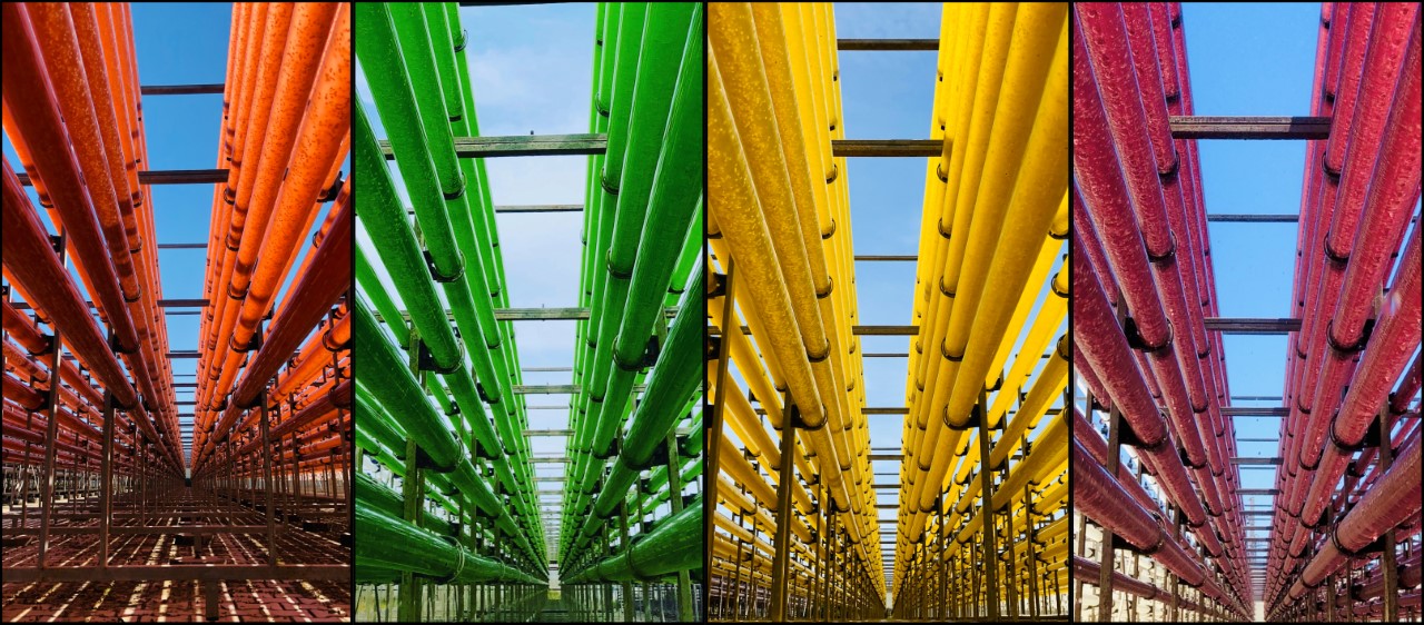 Sul Informação - Consórcio com muitos algarvios vai usar algas para criar produtos inovadores