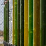 Sul Informação - Consórcio com muitos algarvios vai usar algas para criar produtos inovadores