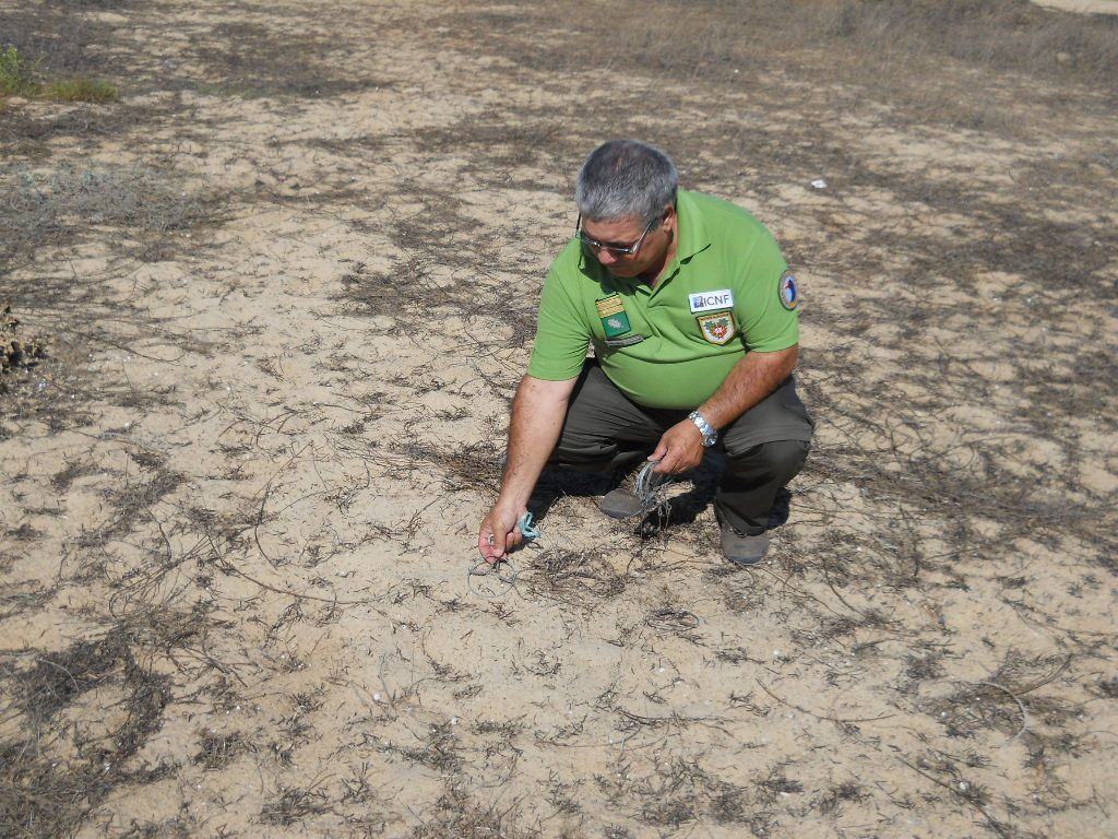 Sul Informação - Vigilantes da Natureza apreenderam armadilhas para aves na Praia de Faro