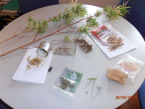 Sul Informação - PSP apreende oito plantas de cannabis em Vila Real de Santo António e Faro