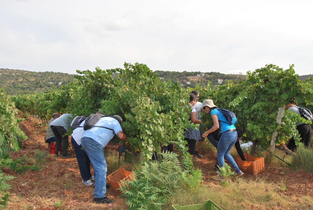 Sul Informação - Em Loulé, qualquer um poderá participar na vindima – e provar o vinho