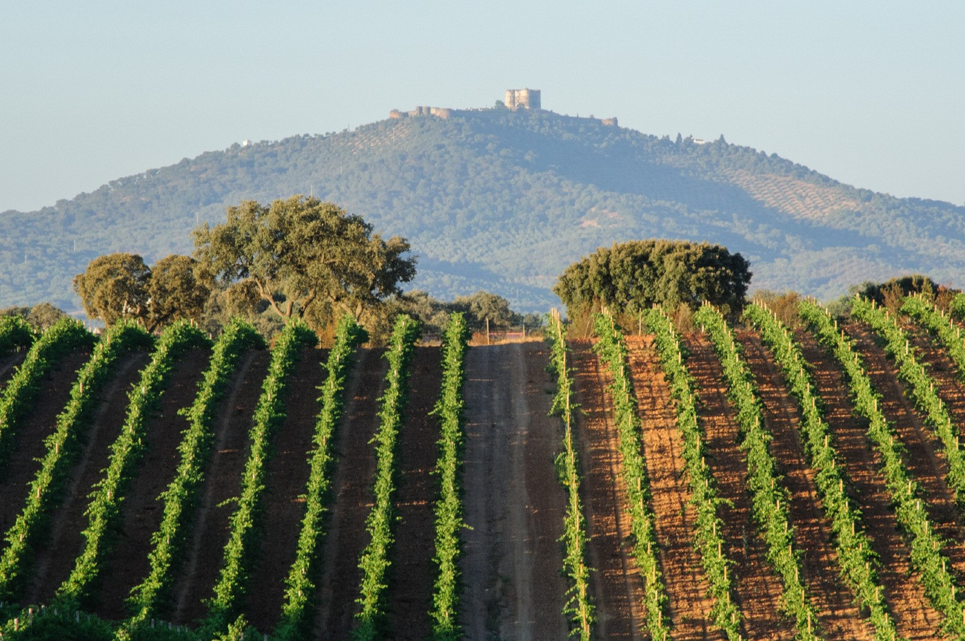 Sul Informação - Alentejo deverá produzir mais 5 a 10% de vinho em 2023