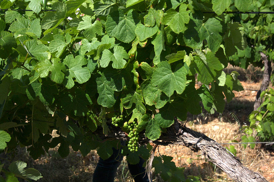 Sul Informação - Concurso de Vinhos do Algarve/Fatacil premeia 24 vinhos em ano de adesão recorde