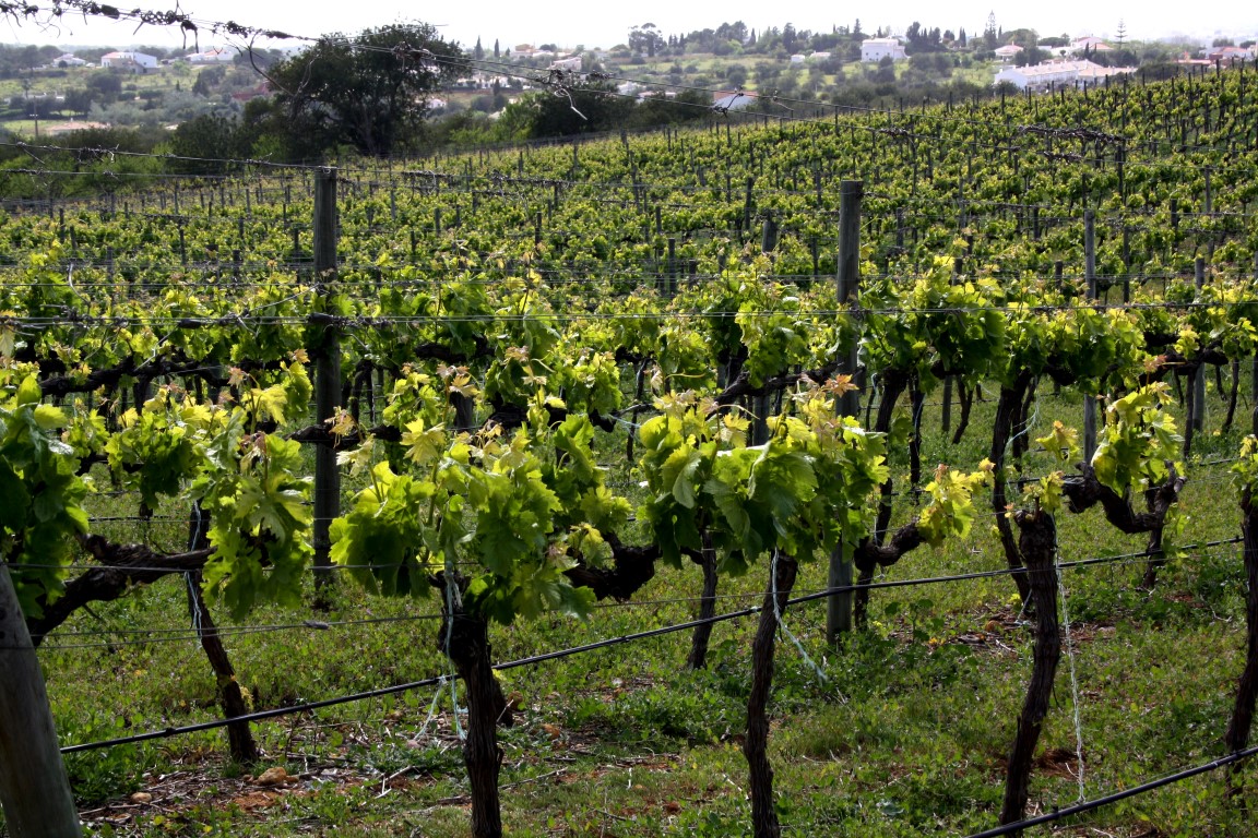 Sul Informação - Escanções salientam aumento da qualidade em novo Concurso de Vinhos do Algarve