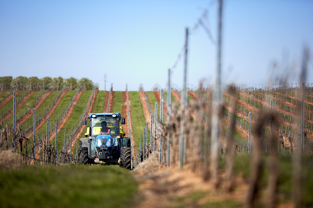Sul Informação - Sociedade Agrícola de Pias lança uma “revolução” com o rebranding dos seus vinhos