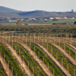 Sul Informação - Sociedade Agrícola de Pias lança uma “revolução” com o rebranding dos seus vinhos