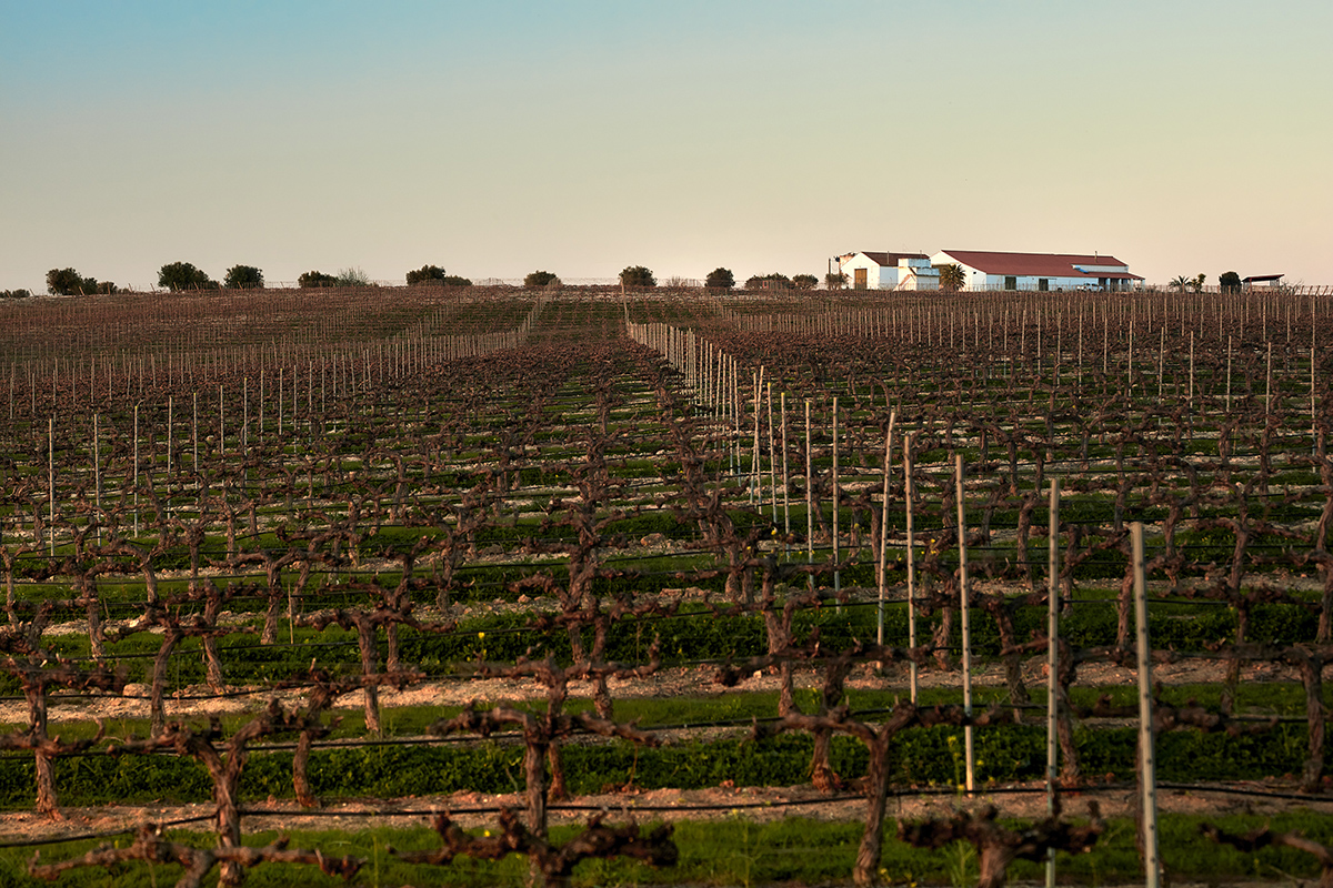 Sul Informação - Sociedade Agrícola de Pias lança uma “revolução” com o rebranding dos seus vinhos