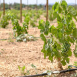 Sul Informação - Vinho do Algarve foi o melhor português no concurso «Citadelles du Vin 2017»