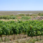 Sul Informação - Vinho do Algarve foi o melhor português no concurso «Citadelles du Vin 2017»