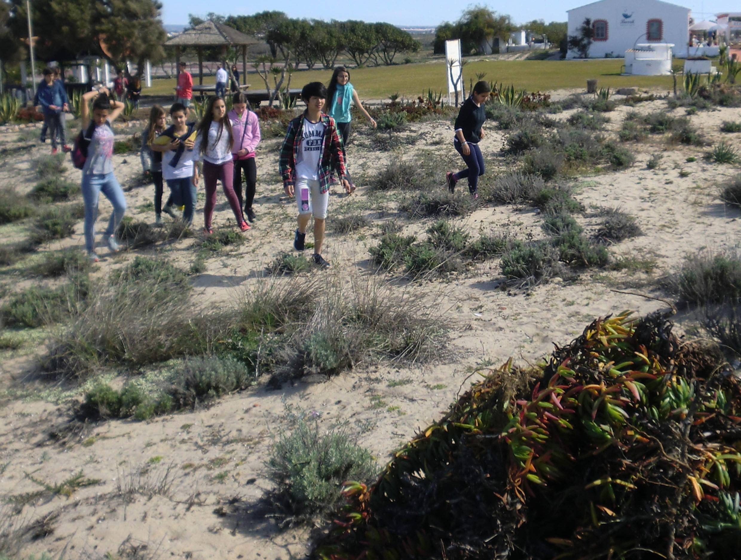 Sul Informação - Tavira: Voluntários removem chorões da Praia do Barril