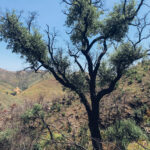 Sul Informação - Voluntários ajudaram a revitalizar trilhos destruídos na Serra de Monchique