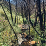 Sul Informação - Voluntários ajudaram a revitalizar trilhos destruídos na Serra de Monchique