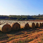 Sul Informação - A seca, o sol e os três tipos de pomadas