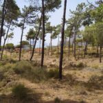 Sul Informação - Incêndio: «O ponto crítico é, de facto, a Quinta do Lago» [com fotos e vídeos]
