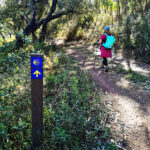 Sul Informação - Um galo (na cabeça) para recomeçar a percorrer os Caminhos de Santiago