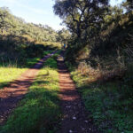 Sul Informação - Um galo (na cabeça) para recomeçar a percorrer os Caminhos de Santiago