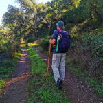 Sul Informação - Um galo (na cabeça) para recomeçar a percorrer os Caminhos de Santiago
