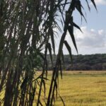 Sul Informação - O Sado, o barco para o atravessar e outras histórias