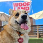 Sul Informação - Acha que tem o cão “mais cool” do Algarve? Passe no Mar Shopping este sábado