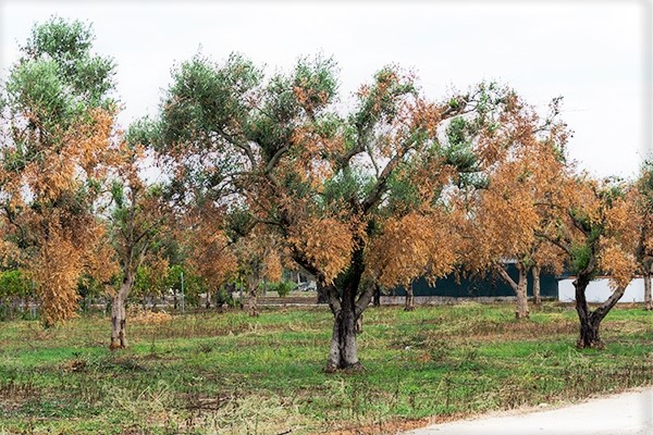 Sul Informação - Algarve acolhe formações sobre bactéria que afeta a oliveira e outras espécies