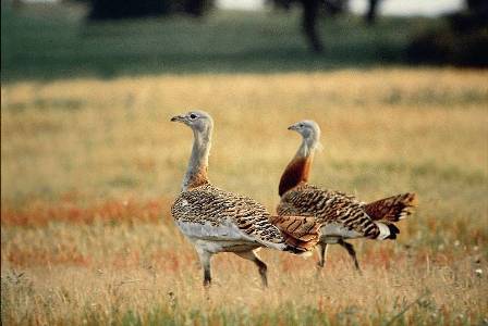 Sul Informação - Passeios da Natureza da LPN começam o ano à descoberta da abetarda em Castro Verde