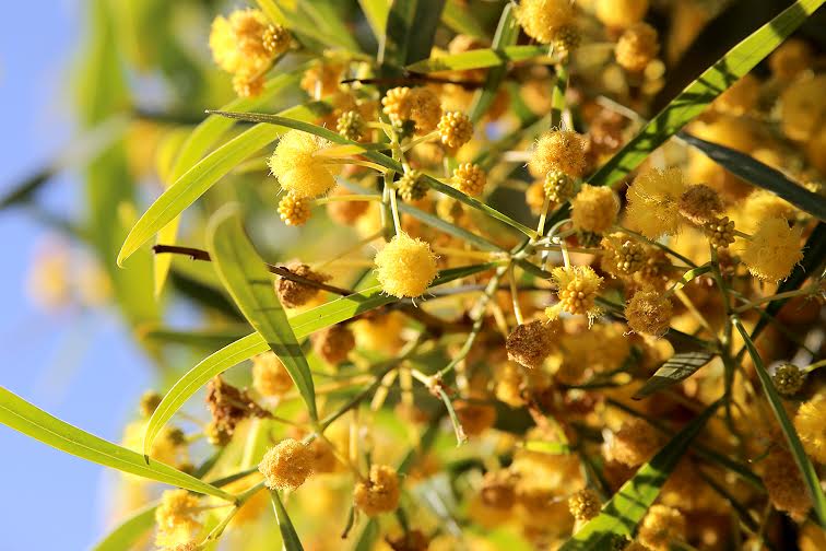 Sul Informação - Universidade de Coimbra convida cidadãos-cientistas a mapearem plantas invasoras com as acácias