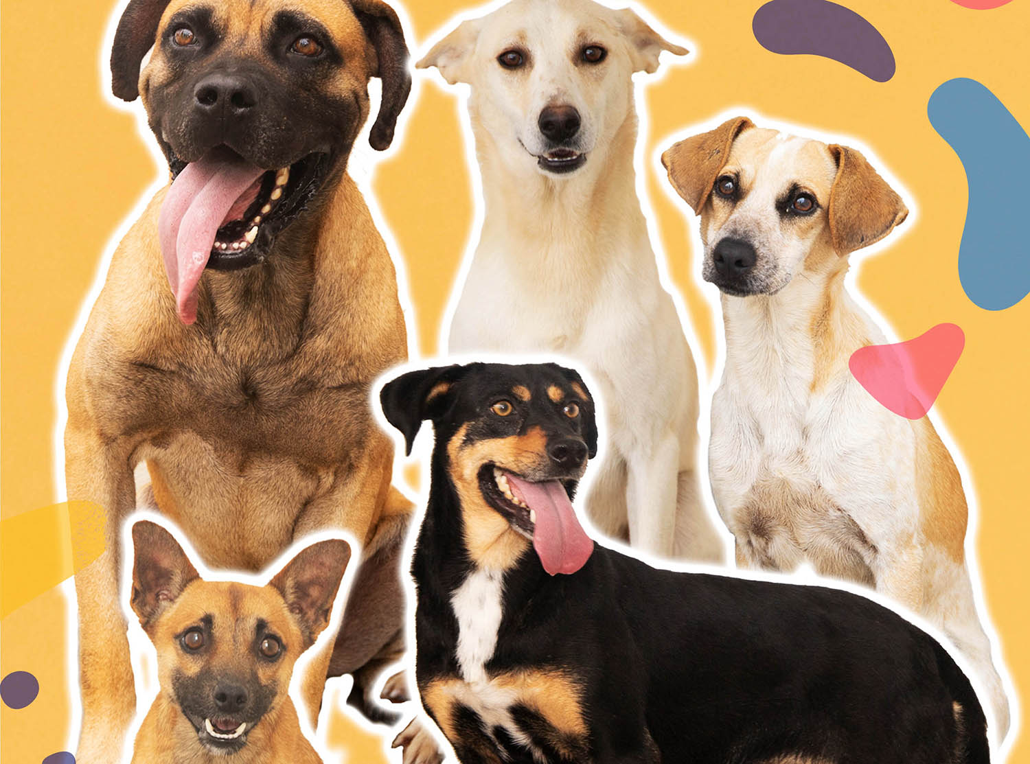 Sul Informação - Câmara de Alcoutim lança campanha para a adoção de animais de companhia