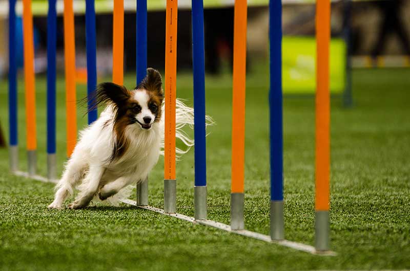Sul Informação - Cães mostram a sua destreza no Troféu de Agility em São Bartolomeu de Messines