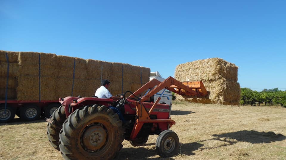 Sul Informação - Apoio à alimentação animal já começou para lesados dos incêndios