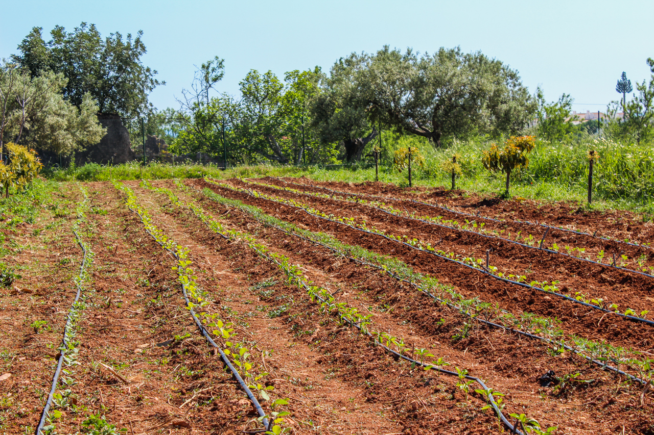 Sul Informação - Vicentina volta a abrir candidaturas de apoio a produtores