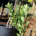 Sul Informação - Tavira dá a conhecer as “Práticas Agroecológicas no Pomar de Sequeiro Algarvio”