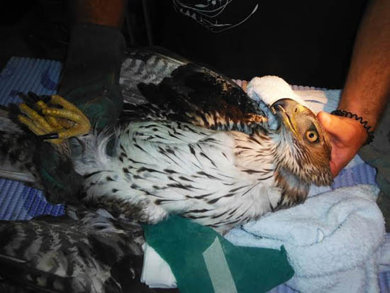 Sul Informação - Águia de Bonelli abatida a tiro na serra de Tavira