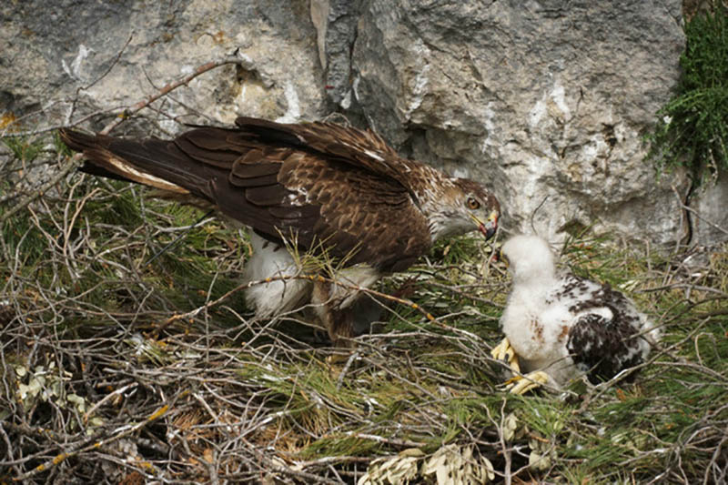 Sul Informação - Fogo de Monchique afeta ninhos da águia-de-bonelli
