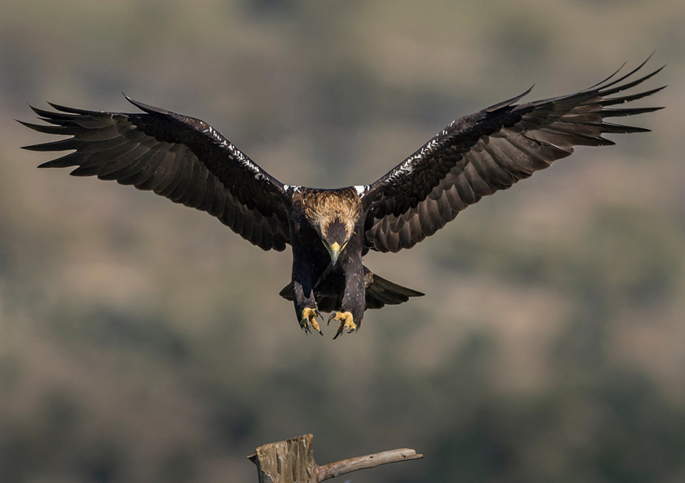 Sul Informação - Águia-imperial-ibérica encontrada morta nas planícies do Baixo Alentejo