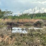 Sul Informação - Câmara de Lagoa quer comprar Alagoas Brancas com dinheiro do Fundo Ambiental