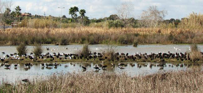 Sul Informação - Estudo propõe classificação das Alagoas Brancas como Área Protegida de Âmbito Local