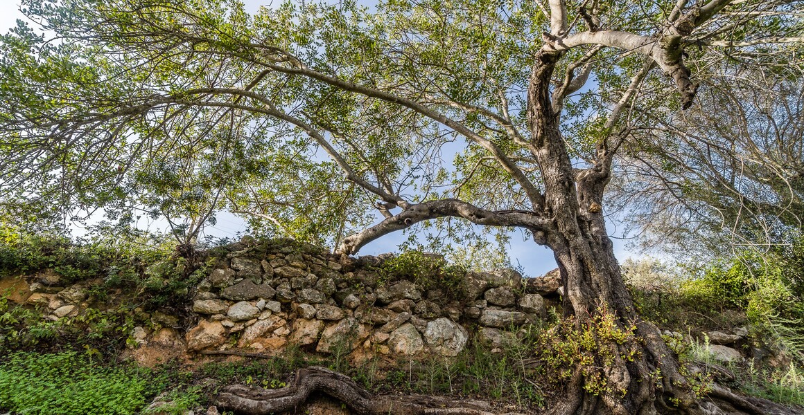 Sul Informação - Preservação da floresta mediterrânica face às alterações climáticas motiva workshops