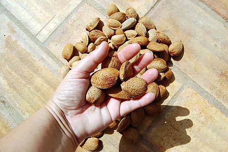 Sul Informação - Feira dos Frutos Secos abre dia 2 de setembro em Alcantarilha
