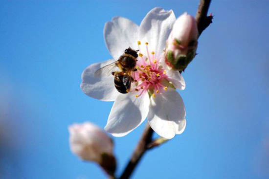 Sul Informação - Desenhar nos campos de Tavira para celebrar amendoeiras em flor e Dieta Mediterrânica