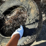 Sul Informação - Voluntários apanham meia tonelada de lixo marinho em duas horas no estuário do Arade