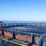 Sul Informação - Polícia Marítima encontra seis barcos a pescar na APPA da Armona