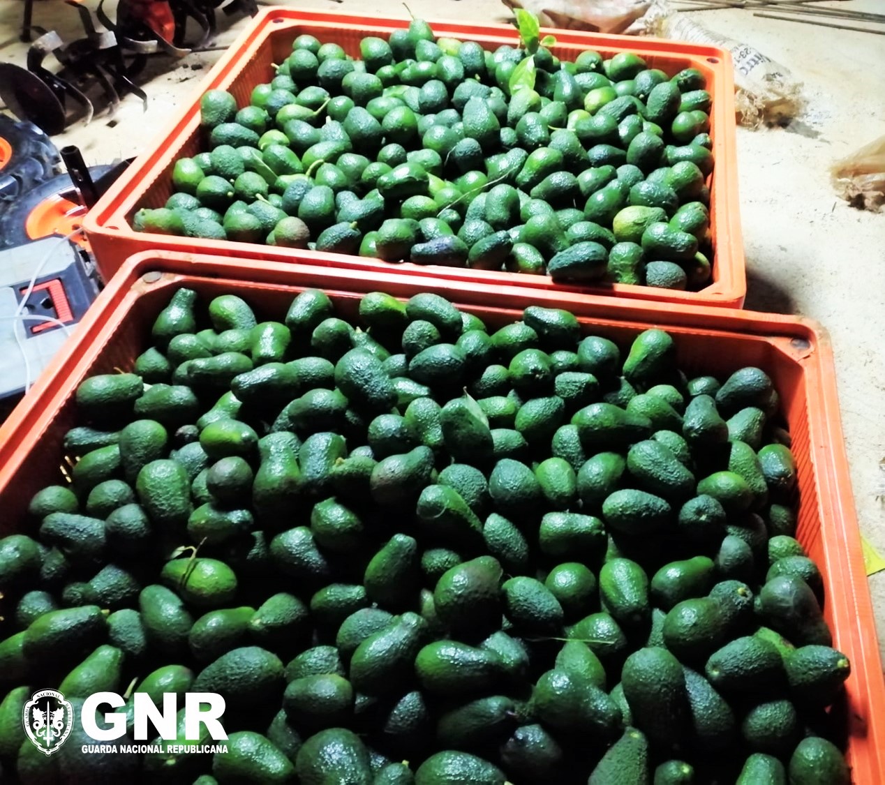 Sul Informação - Detido jovem que se tentou esconder no meio da vegetação após furto de abacates