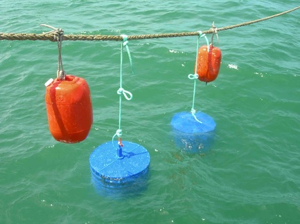 Sul Informação - Câmara de Albufeira está contra aquacultura offshore a 7 km da sua costa